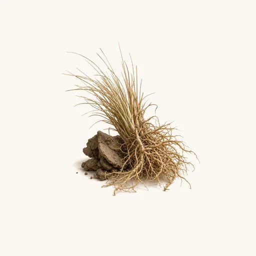 Earthy Vetiver