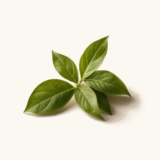 Green Leaves