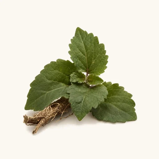 Patchouli
